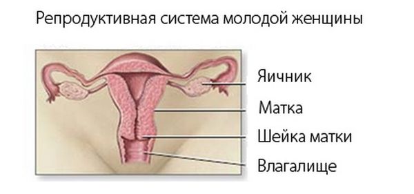 Репродуктивная система молодой женщины