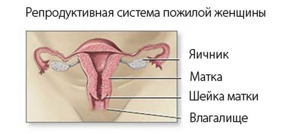 Репродуктивная система пожилой женщины