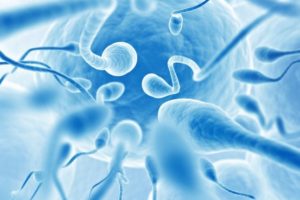 Миниатюра к статье Сколько времени живут сперматозоиды в различных условиях